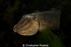 Cuttlefish coming out of the darkness in Falmouth UK, Pen... by Christopher Moakes 